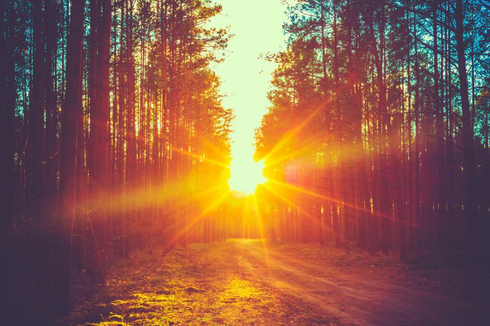 Forest Road Under Sunset Sunbeams. Lane Running Through The Autumn Deciduous Forest At Dawn Or Sunrise. Toned Instant Photo